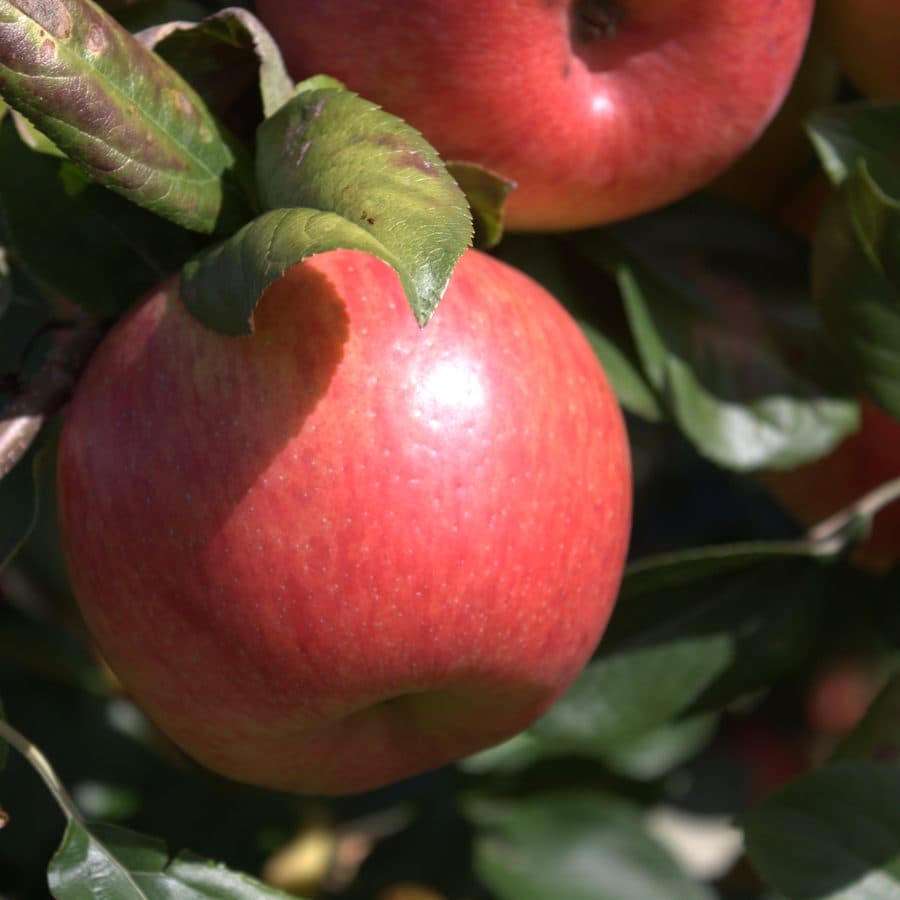 Honeycrisp Apples